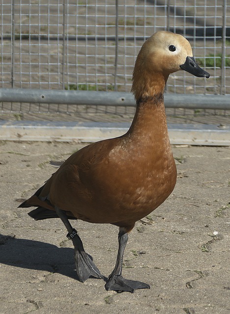 强心剂